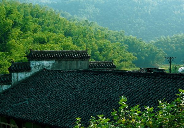 四川竹林中大熊猫悠然坐在翠绿竹丛里啃食竹茎，黑白毛色在绿意盎然的自然背景下格外鲜明，画面自然光充足、生态氛围浓厚