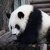 熊猫科普主编李明远头像，中年男性，戴眼镜，专业学者气质