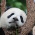 熊猫科普编辑王晓雨头像，年轻女性，自然系气质，户外背景